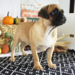 🐾 Female Pug Puppy for Adoption – Meet Annie 🐶 - Image 4