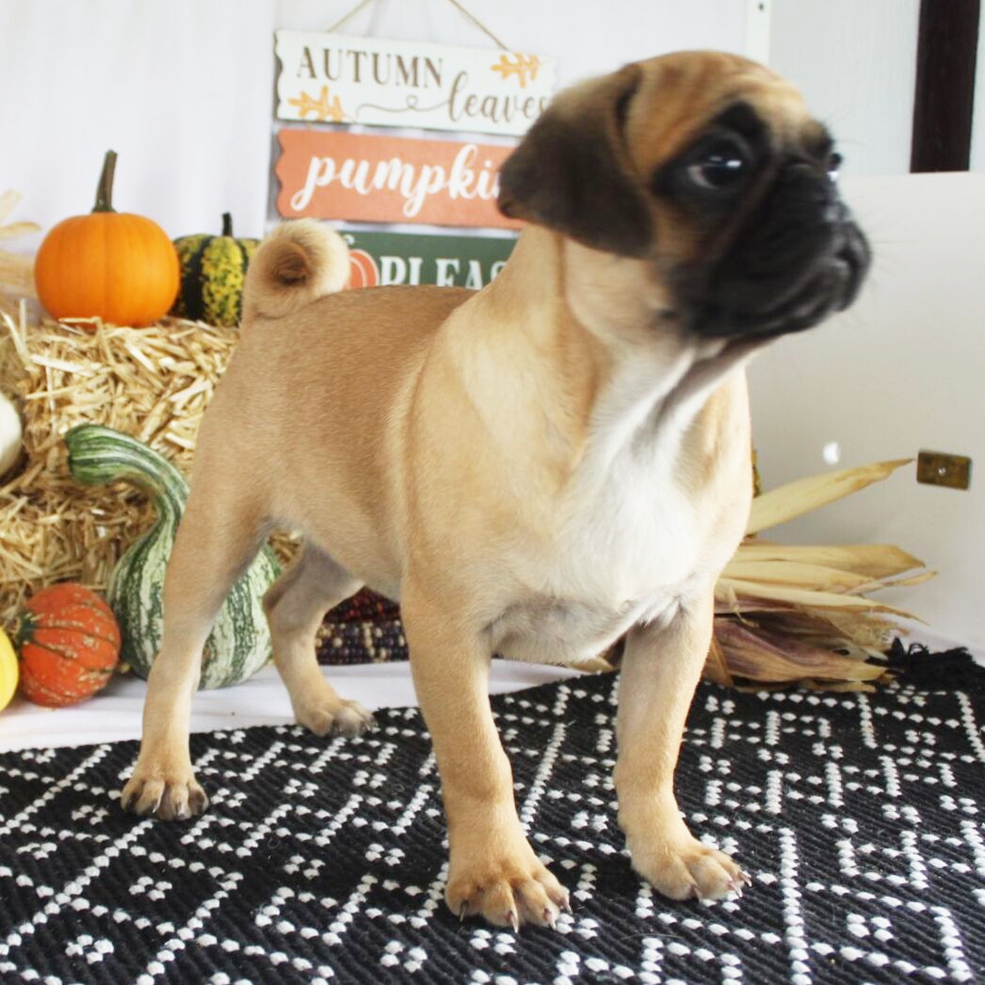 ๐พ Female Pug Puppy for Adoption โ Meet Annie ๐ถ - Image 4