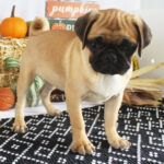 🐾 Female Pug Puppy for Adoption – Meet Annie 🐶 - Image 3