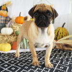 🐾 Female Pug Puppy for Adoption – Meet Annie 🐶 - Image 2