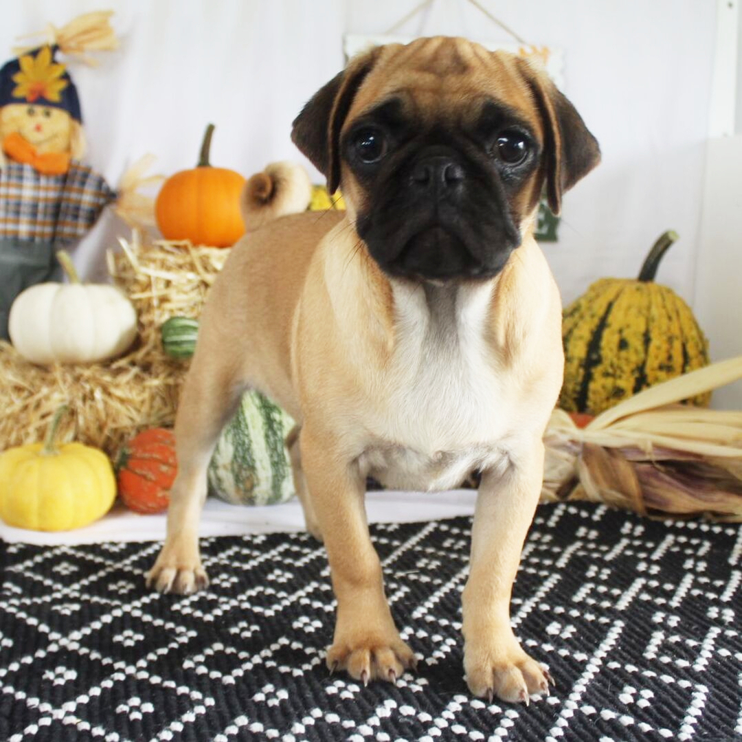 ๐พ Female Pug Puppy for Adoption โ Meet Annie ๐ถ - Image 2