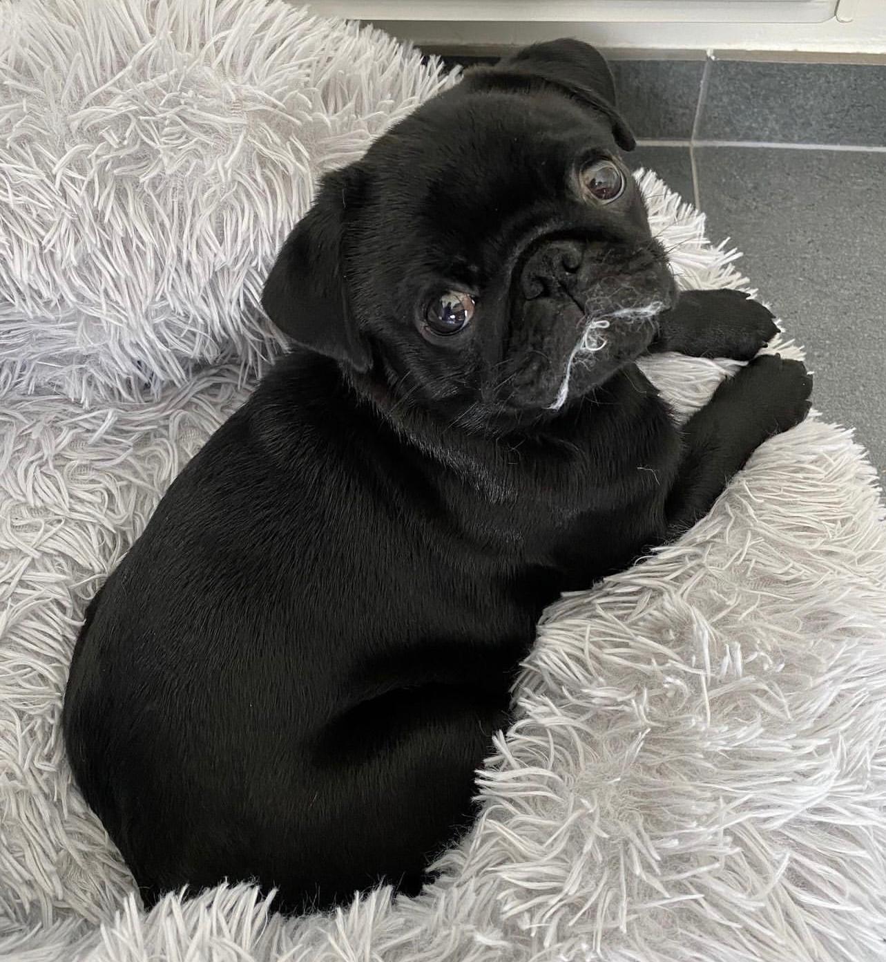 πΎ Male Pug Puppy for Adoption β Meet Maurice πΆ | 11 Weeks Old - Image 4