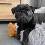 🐾 Male Pug Puppy for Adoption – Meet Maurice 🐶 | 11 Weeks Old - Image 3