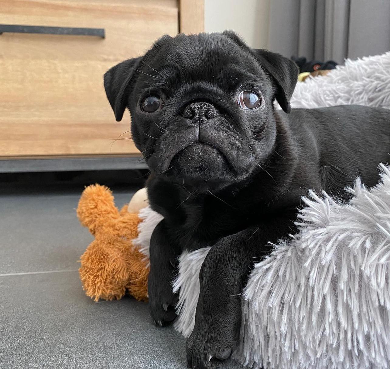 πΎ Male Pug Puppy for Adoption β Meet Maurice πΆ | 11 Weeks Old - Image 3
