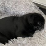 🐾 Male Pug Puppy for Adoption – Meet Maurice 🐶 | 11 Weeks Old - Image 2