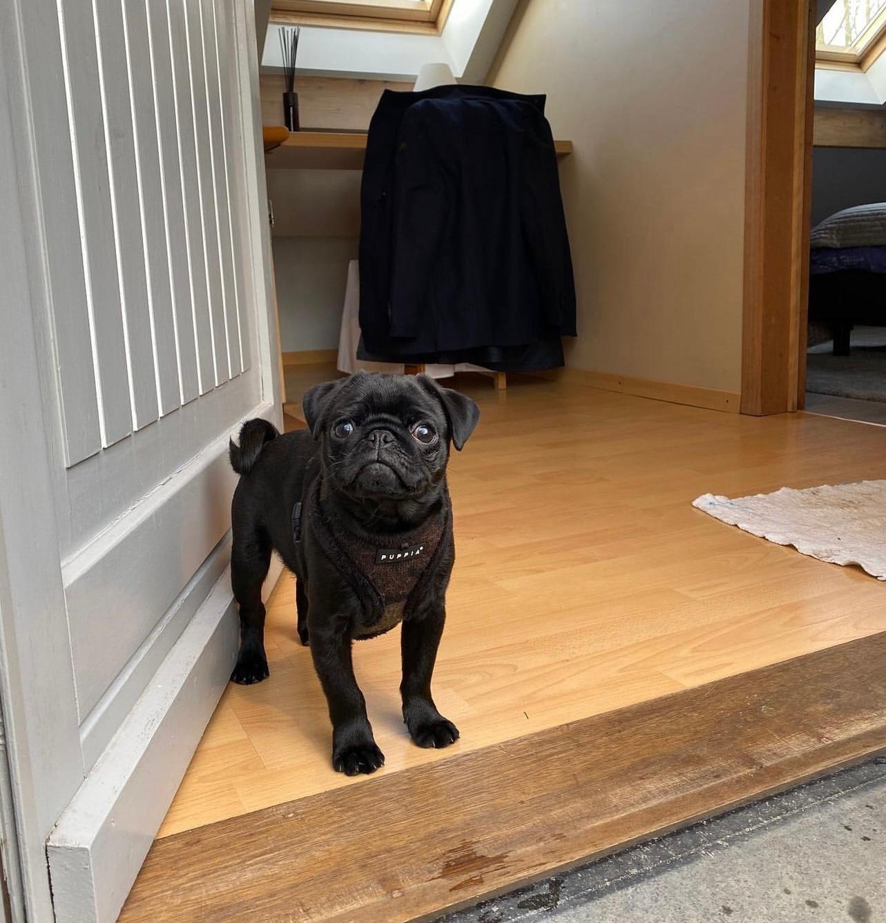 Male Pug Puppy for Adoption – Meet Maurice