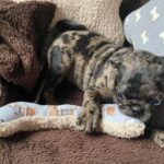 🐾 Female Pug Puppy for Adoption – Meet Lola | Rare Merle Beauty 🐶 | 9 Weeks Old - Image 3