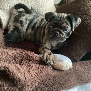 Female Pug Puppy for Adoption