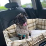 Adorable Female Pug Puppy for Adoption โ Meet Cindy Today