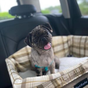 Adorable Female Pug Puppy for Adoption – Meet Cindy Today