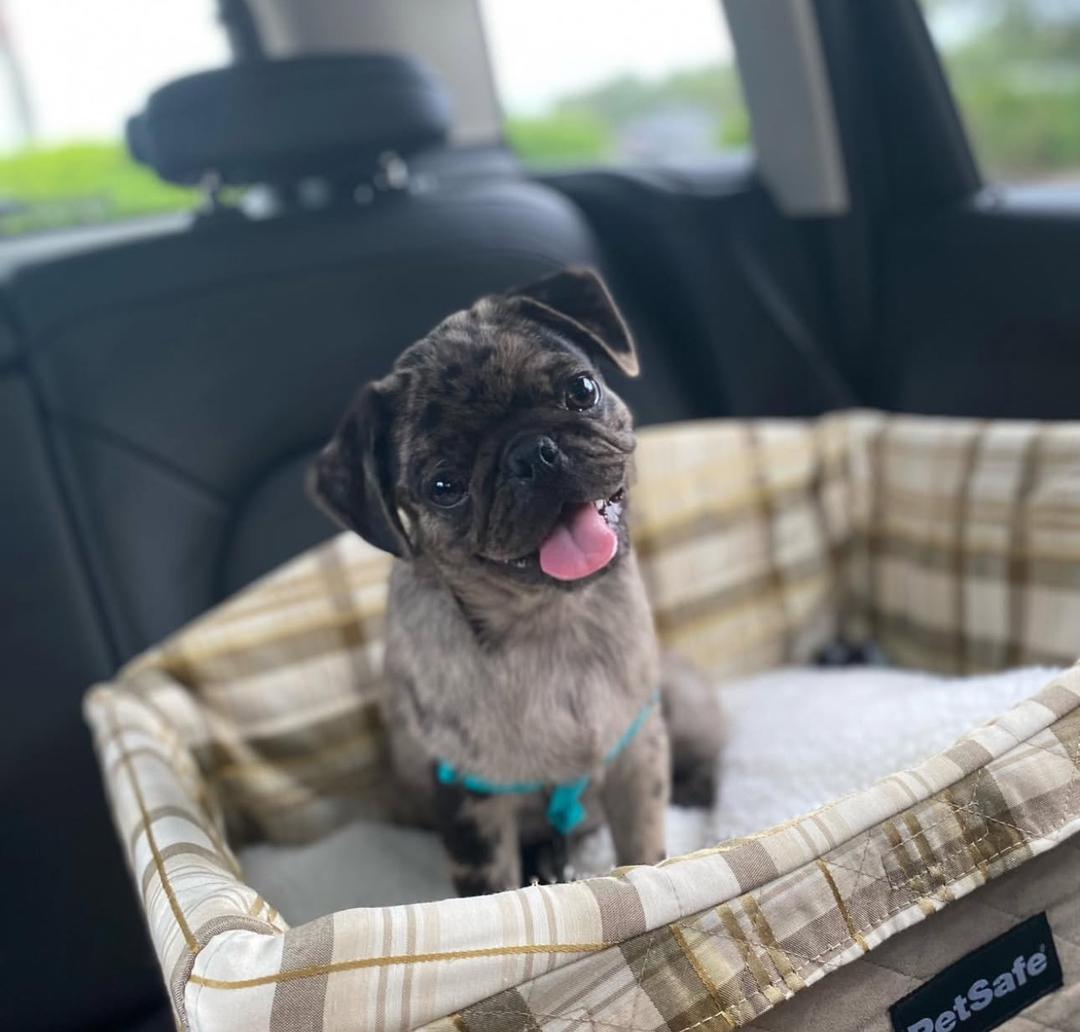 Adorable Female Pug Puppy for Adoption โ Meet Cindy Today