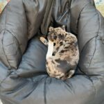 ๐พ Adorable Female Pug Puppy for Adoption โ Meet Cindy Today ๐ถ | 9 Weeks Old - Image 3