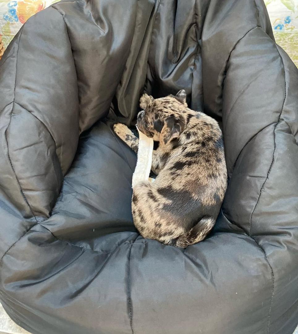 πΎ Adorable Female Pug Puppy for Adoption β Meet Cindy Today πΆ | 9 Weeks Old - Image 3