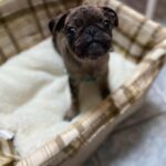 ๐พ Adorable Female Pug Puppy for Adoption โ Meet Cindy Today ๐ถ | 9 Weeks Old - Image 2