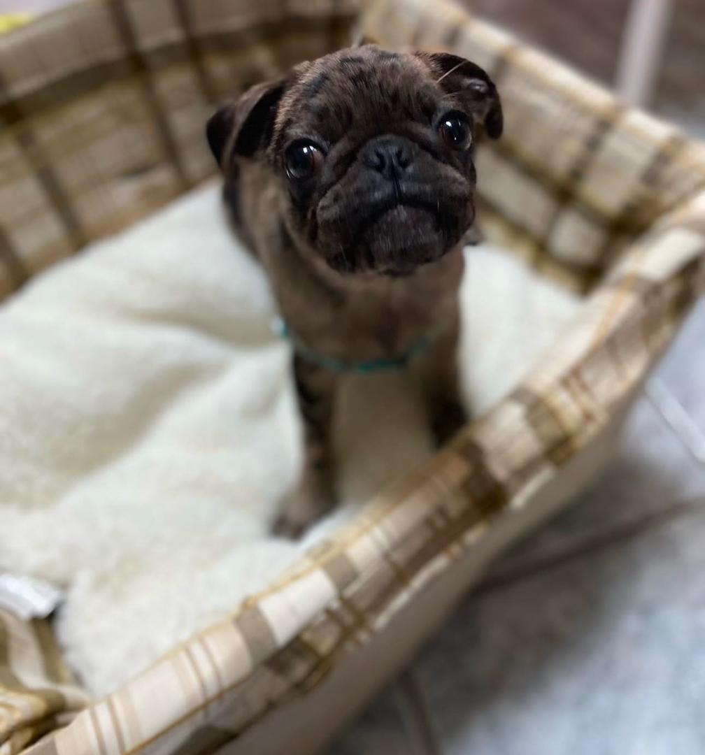 πΎ Adorable Female Pug Puppy for Adoption β Meet Cindy Today πΆ | 9 Weeks Old - Image 2