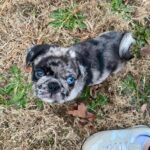 🐾 Male Pug Puppy for Adoption – Meet Sparks 🐶 | 6 Weeks Old