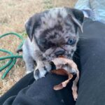 🐾 Male Pug Puppy for Adoption – Meet Sparks 🐶 | 6 Weeks Old - Image 4