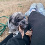 🐾 Male Pug Puppy for Adoption – Meet Sparks 🐶 | 6 Weeks Old - Image 3