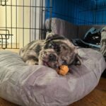 🐾 Male Pug Puppy for Adoption – Meet Sparks 🐶 | 6 Weeks Old - Image 2