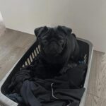 🐾 Adorable Male Pug Puppy for Adoption – Milo Awaits His Forever Home (13 Weeks Old) - Image 4