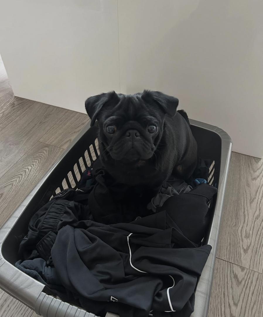 πΎ Adorable Male Pug Puppy for Adoption β Milo Awaits His Forever Home (13 Weeks Old) - Image 4