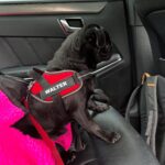 🐾 Adorable Male Pug Puppy for Adoption – Milo Awaits His Forever Home (13 Weeks Old) - Image 3