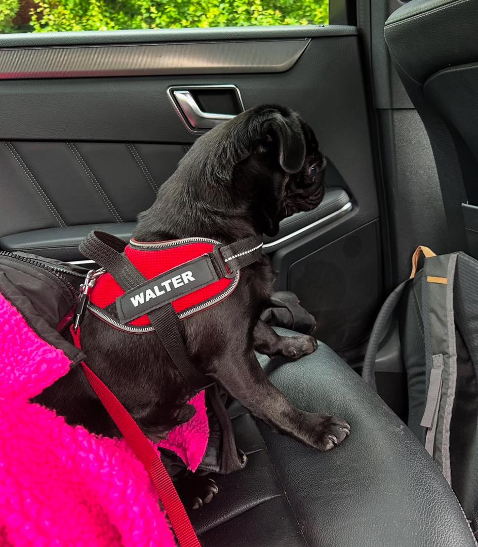 πΎ Adorable Male Pug Puppy for Adoption β Milo Awaits His Forever Home (13 Weeks Old) - Image 3