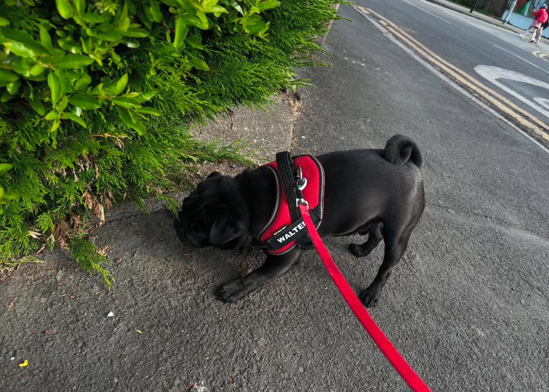 Adorable Male Pug Puppy for Adoption – Milo Awaits His Forever Home