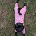 🐾 Cherful and Cute Female Pug Puppy for Adoption – Becky (14 Weeks Old) - Image 4