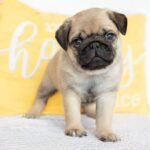 🐶 Male Pug Puppy for Adoption – Meet Denver 🐾 - Image 4