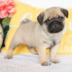 🐶 Male Pug Puppy for Adoption – Meet Denver 🐾 - Image 3