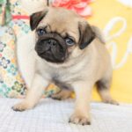 🐶 Male Pug Puppy for Adoption – Meet Denver 🐾 - Image 2