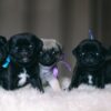 The Ultimate Guide to Adopting a Pug Puppy: What Every New Owner Should Know