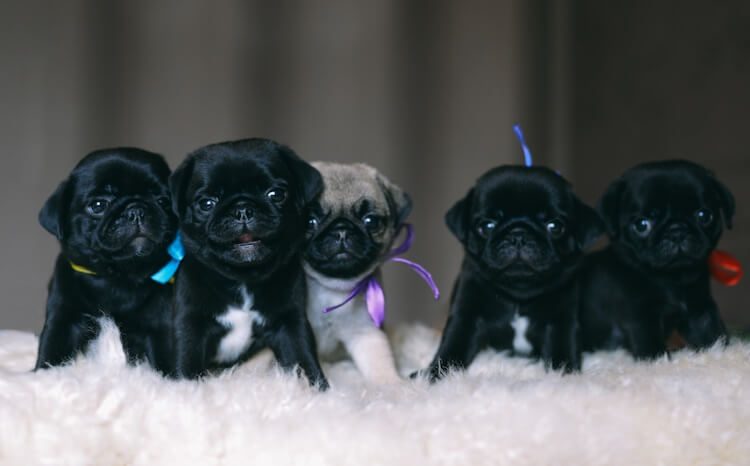 The Ultimate Guide to Adopting a Pug Puppy: What Every New Owner Should Know
