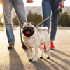 📌  Why Pugs Make the Perfect Family Pet